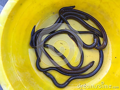 Vietnamese swamp eel, Monopterus albus Stock Photo