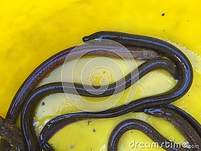 Vietnamese swamp eel, Monopterus albus Stock Photo