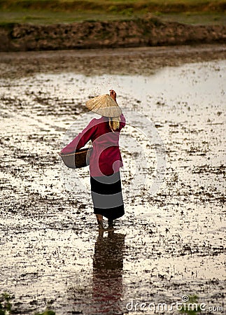 Vietnamese woman seeding rice Editorial Stock Photo