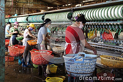 Vietnamese women work on a loom using silkworm cocoons in a silk factory Editorial Stock Photo