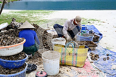 Worker opening oysters from Lap An Lagoon between Da Nang and Hue City, Vietnam Editorial Stock Photo