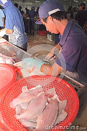 Vietnamese workers are filleting pangasius fish in a seafood processing plant in the mekong delta Editorial Stock Photo