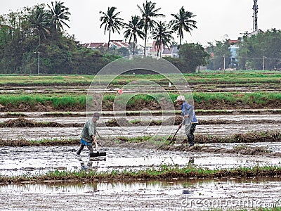 Vietnamese workers plant rice in the flooded field, hard work in central Vietnam Editorial Stock Photo