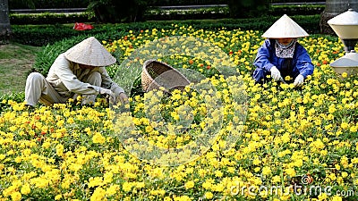 Vietnamese workers pruning a bed of flowers in Hanoi, Vietnam. Editorial Stock Photo