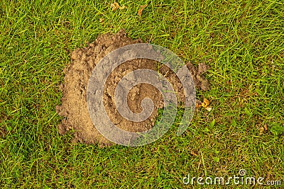 View atop a fresh mole hill damaging green lawn Stock Photo