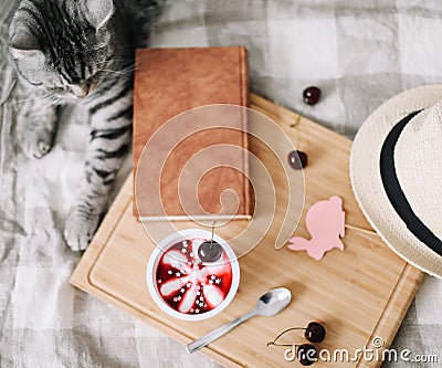 View from above of funny cat sleeping on the blanket. Cozy Flatlay of female blogger. Stock Photo