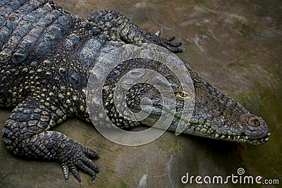 A view from above of a large crocodile with large teeth. Stock Photo