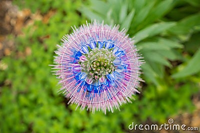 View from above of Pride of Madeira Echium Candicans flower, California Stock Photo