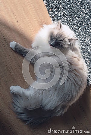 View from above on ragdoll laying on a floor Stock Photo