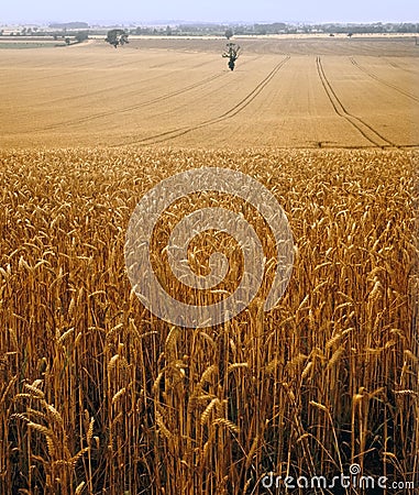 View across cornfield agricultural landscape Stock Photo