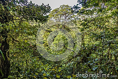 A view across the jungle canopy from a 200m long suspended bridge in the cloud rain forest in Monteverde, Costa Rica Stock Photo