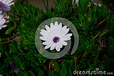 View of an African daisy flower Osteospermum Stock Photo