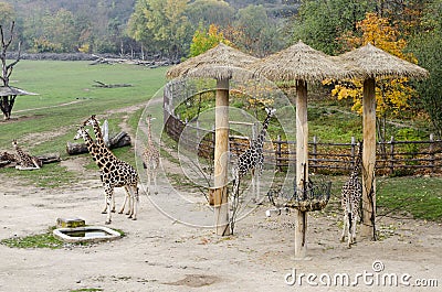 View of african giraffes walking Stock Photo