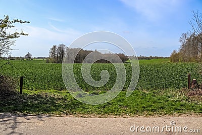 View of an agriculturally used field with green grass Stock Photo