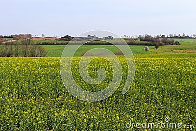 View of an agriculturally used field with green grass Stock Photo