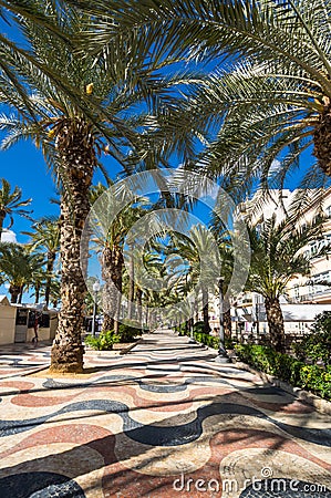 View of alley of palm trees in Alicante Stock Photo