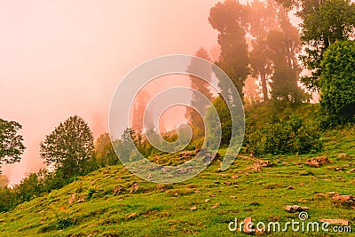 View of alpine meadows & coniferous enroute to Prashar Lake trekk trail. It is located at a height of 2730 m above sea level Stock Photo