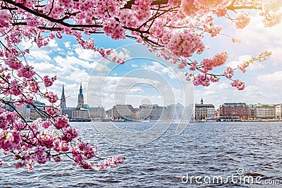 View of Alster Lake in Hamburg framed by blooming cherry tree on beautiful sunny day in springtime Stock Photo