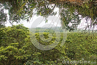 Amazon Rainforest Canopy & Vegetation With Heavy Fog Stock Photo