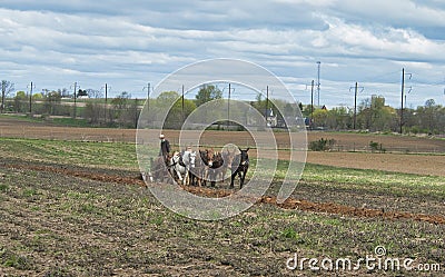 View of An Amish Man Plowing Fields with 8 Horses Editorial Stock Photo