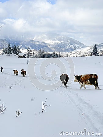 The view of Amphiteather of Transilvanya in winter time Stock Photo