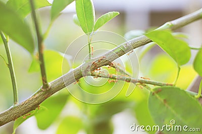 View of ants on a tree Stock Photo