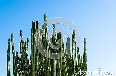 View of the arid nature with cactus against blue sky Stock Photo