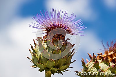 View of artichoke heads with flowers in bloom in the summer garden Stock Photo