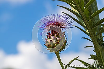 View of artichoke heads with flowers in bloom in the summer garden Stock Photo