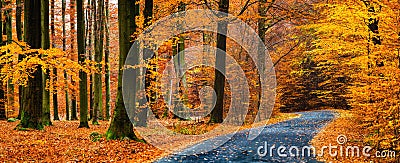 View of asphalt road in beautiful golden beech forest during autumn Stock Photo