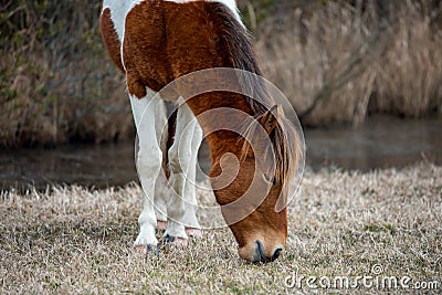 An Assateague wild horse in Maryland Stock Photo
