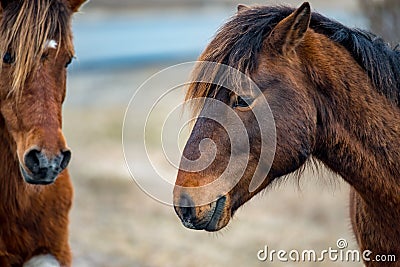 An Assateague wild horse in Maryland Stock Photo