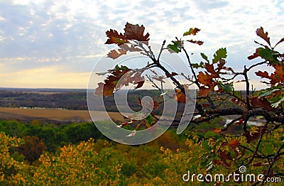 Autumn in Manitoba clinging oak leaf Stock Photo