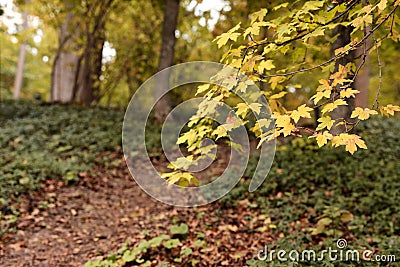 View of autumn forest, focus on branches with leaves Stock Photo