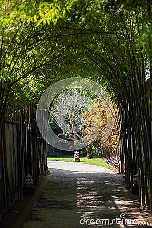 View of the bamboo alley in Louangphabang, Laos. Copy space for text. Vertical. Stock Photo