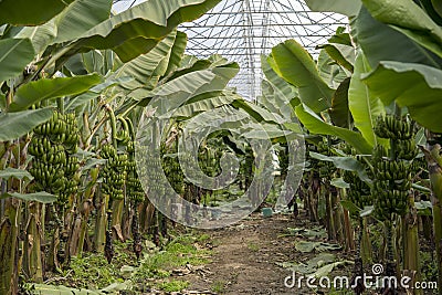 View of banana garden in greenhouse. Growing banana in greenhouse. Stock Photo