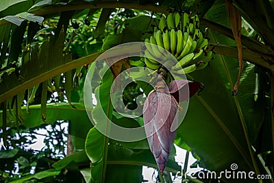 View of banana tree flower. Banana inflorescence, partially opened Stock Photo