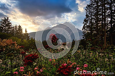 Garden Flowers By Banff Mountains At Sunrise Stock Photo
