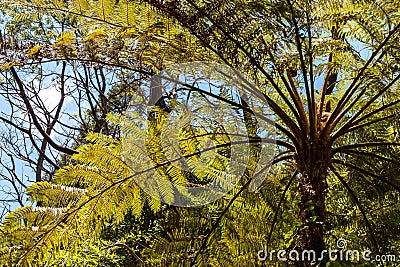 A view of the base of the leaves of palm trees with the beautiful light of the sun Stock Photo