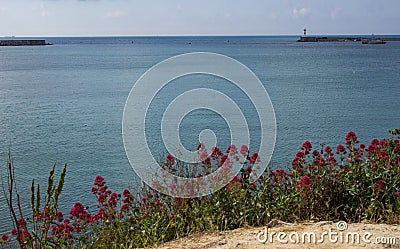 View of the bay of the city of Sevastopol and red flowers in the foreground Stock Photo