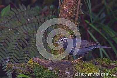 View of a beautiful bird in nature Stock Photo