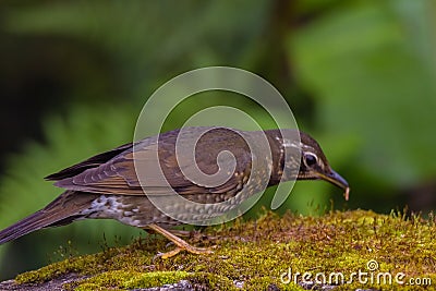 View of a beautiful bird in nature Stock Photo