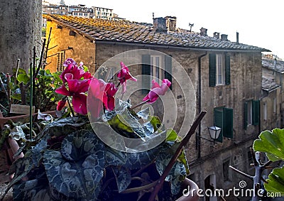 Siena, historical Center. natural landscape. Italy. Stock Photo