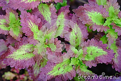 View of a beautiful coleus solenostemon plant in the garden Stock Photo