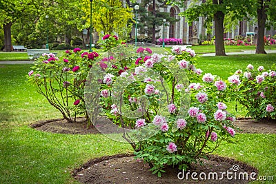 View of beautiful garden with green lawn and blooming tree peonies Stock Photo