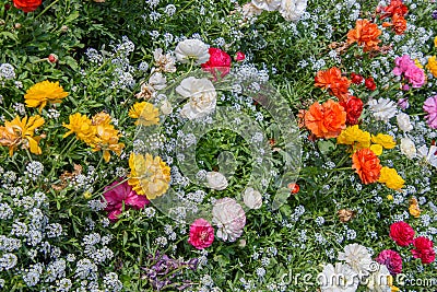 View of the beautiful gardens of the Alcazar de los Reyes Cristianos Stock Photo