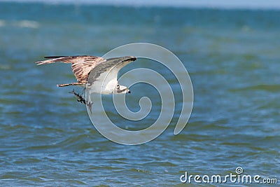 View of a beautiful osprey flying after a fresh catch over the sea Stock Photo