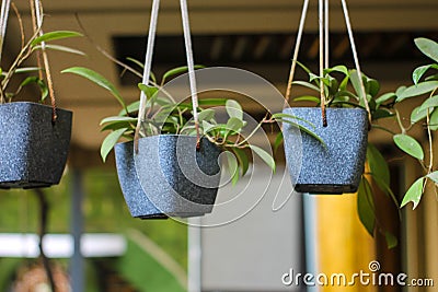 View at beautiful plants in the hanging flowerpots indoors Stock Photo