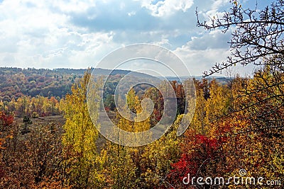 View on a beautifuly couloured forest Stock Photo