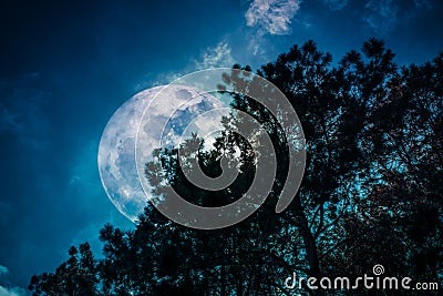 Silhouette of trees against sky and super moon over serenity nature background Stock Photo